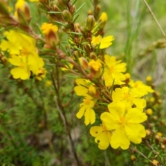 Hibbertia calycina at Farrer, ACT - 21 Oct 2022