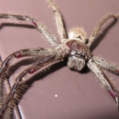 Isopeda sp. (genus) (Huntsman Spider) at Macarthur, ACT - 21 Oct 2022 by RodDeb
