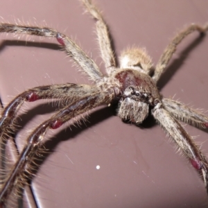 Isopeda sp. (genus) at Macarthur, ACT - 21 Oct 2022 03:00 PM