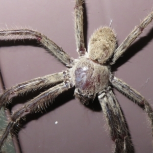 Isopeda sp. (genus) at Macarthur, ACT - 21 Oct 2022 03:00 PM