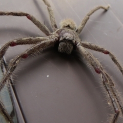 Isopeda sp. (genus) at Macarthur, ACT - 21 Oct 2022