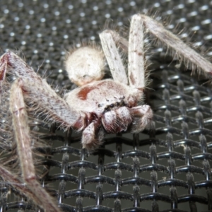 Isopeda sp. (genus) at Macarthur, ACT - 21 Oct 2022 03:51 PM