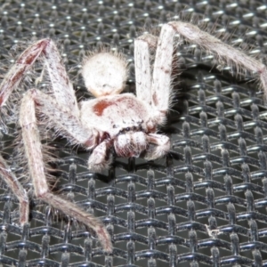 Isopeda sp. (genus) at Macarthur, ACT - 21 Oct 2022 03:51 PM