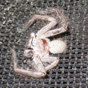 Isopeda sp. (genus) at Macarthur, ACT - 21 Oct 2022 03:51 PM