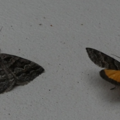 Dichromodes ainaria (A geometer or looper moth) at Borough, NSW - 20 Oct 2022 by Paul4K