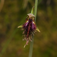 Calochilus platychilus (Purple Beard Orchid) at Molonglo Valley, ACT - 21 Oct 2022 by amiessmacro