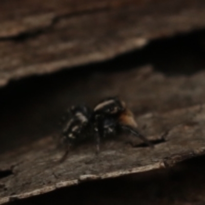 Euophryinae sp.(Undescribed) (subfamily) (A jumping spider) at Bruce, ACT - 21 Oct 2022 by amiessmacro