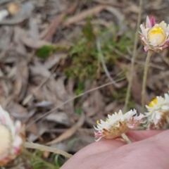 Leucochrysum albicans subsp. tricolor (Hoary Sunray) at Bungendore, NSW - 13 Oct 2022 by clarehoneydove