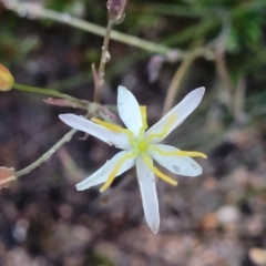 Thelionema umbellatum (Clustered Lily) at Endeavour Reserve (Bombala) - 21 Oct 2022 by trevorpreston