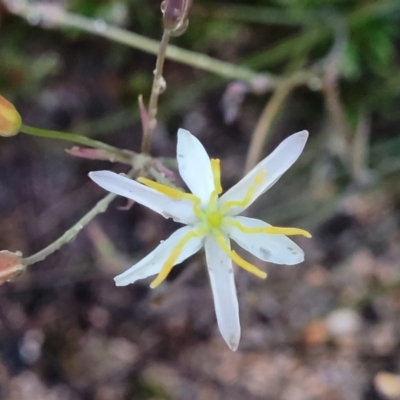 Thelionema umbellatum (Clustered Lily) at Endeavour Reserve (Bombala) - 21 Oct 2022 by trevorpreston