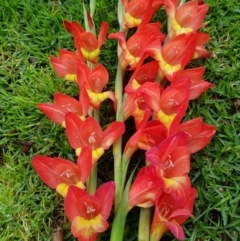 Gladiolus dalenii (Gladioli) at Kiama, NSW - 20 Oct 2022 by MatthewFrawley