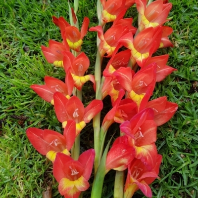 Gladiolus dalenii (Gladioli) at Kiama, NSW - 20 Oct 2022 by MatthewFrawley