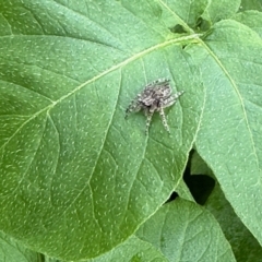 Unidentified Spider (Araneae) at Aranda, ACT - 21 Oct 2022 by KMcCue