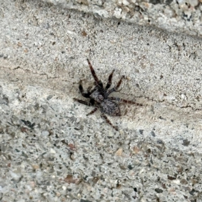 Servaea sp. (genus) (Unidentified Servaea jumping spider) at Aranda, ACT - 21 Oct 2022 by KMcCue