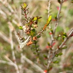 Thema macroscia at Aranda, ACT - 21 Oct 2022