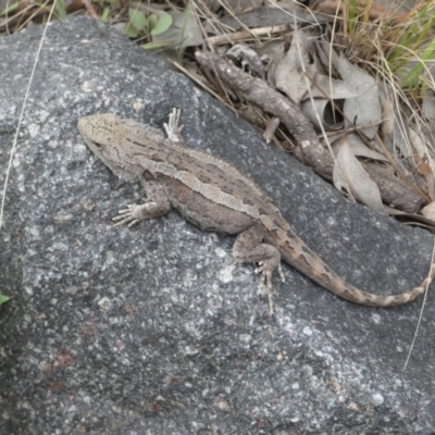 Amphibolurus muricatus (Jacky Lizard) at Queanbeyan East, NSW - 21 Oct 2022 by Steve_Bok