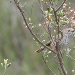 Acanthiza pusilla (Brown Thornbill) at Queanbeyan East, NSW - 21 Oct 2022 by SteveBorkowskis