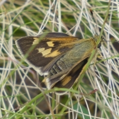 Trapezites luteus (Yellow Ochre, Rare White-spot Skipper) at Queanbeyan East, NSW - 21 Oct 2022 by SteveBorkowskis