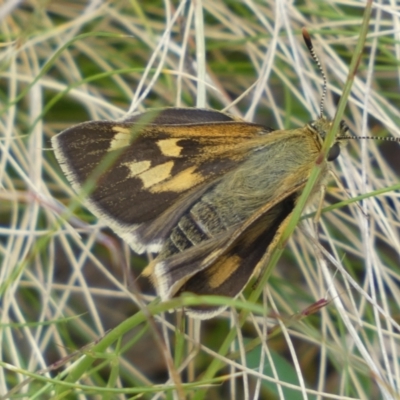 Trapezites luteus (Yellow Ochre, Rare White-spot Skipper) at Queanbeyan East, NSW - 21 Oct 2022 by SteveBorkowskis