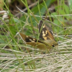 Trapezites luteus at Queanbeyan East, NSW - 21 Oct 2022