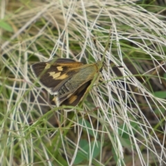 Trapezites luteus at Queanbeyan East, NSW - 21 Oct 2022