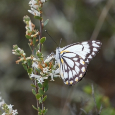 Belenois java (Caper White) at Queanbeyan East, NSW - 21 Oct 2022 by SteveBorkowskis