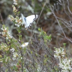 Belenois java at Queanbeyan East, NSW - 21 Oct 2022