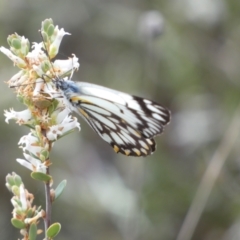 Belenois java at Queanbeyan East, NSW - 21 Oct 2022 03:26 PM