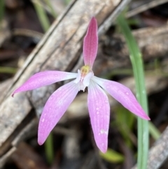 Caladenia fuscata (Dusky Fingers) at Bruce, ACT - 21 Oct 2022 by Steve_Bok