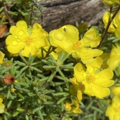 Hibbertia calycina (Lesser Guinea-flower) at Bruce, ACT - 21 Oct 2022 by Steve_Bok