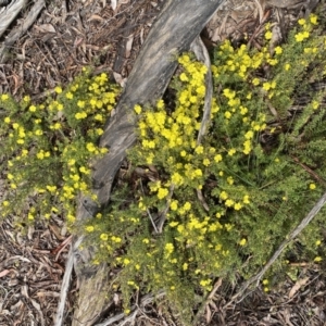 Hibbertia calycina at Bruce, ACT - 21 Oct 2022 12:40 PM