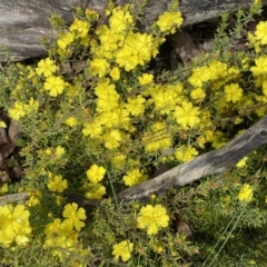 Hibbertia calycina at Bruce, ACT - 21 Oct 2022