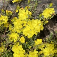 Hibbertia calycina at Bruce, ACT - 21 Oct 2022