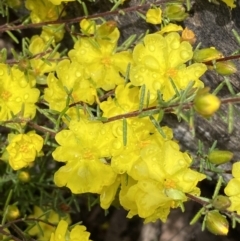 Hibbertia calycina at Bruce, ACT - 21 Oct 2022