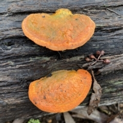 Trametes coccinea (Scarlet Bracket) at Bruce, ACT - 21 Oct 2022 by Steve_Bok