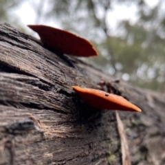 Trametes coccinea at Bruce, ACT - 21 Oct 2022 12:37 PM