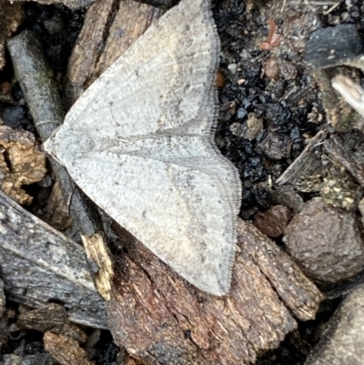 Taxeotis (genus) (Unidentified Taxeotis geometer moths) at Bruce Ridge - 21 Oct 2022 by SteveBorkowskis