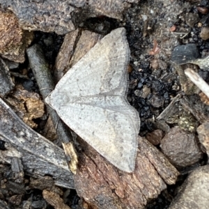 Taxeotis (genus) at Bruce Ridge - 21 Oct 2022