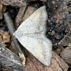 Taxeotis (genus) at Bruce Ridge - 21 Oct 2022