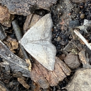 Taxeotis (genus) at Bruce Ridge - 21 Oct 2022