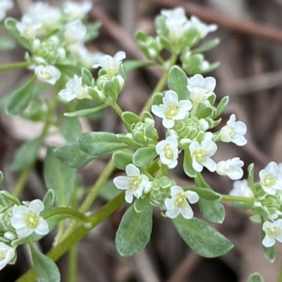 Poranthera microphylla (Small Poranthera) at Queanbeyan West, NSW - 19 Oct 2022 by Steve_Bok