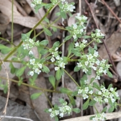 Poranthera microphylla at Queanbeyan West, NSW - 19 Oct 2022