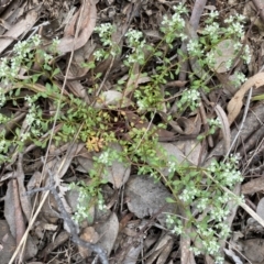 Poranthera microphylla at Queanbeyan West, NSW - 19 Oct 2022