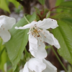 Prunus sp. (A Plum) at Frogmore, NSW - 15 Oct 2022 by drakes