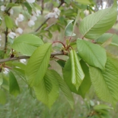 Prunus sp. at Frogmore, NSW - 15 Oct 2022