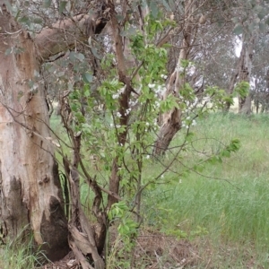 Prunus sp. at Frogmore, NSW - 15 Oct 2022 01:51 PM