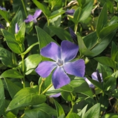 Vinca major (Blue Periwinkle) at Chisholm, ACT - 15 Oct 2022 by michaelb