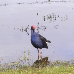 Porphyrio melanotus (Australasian Swamphen) at Wollogorang, NSW - 21 Oct 2022 by MatthewFrawley