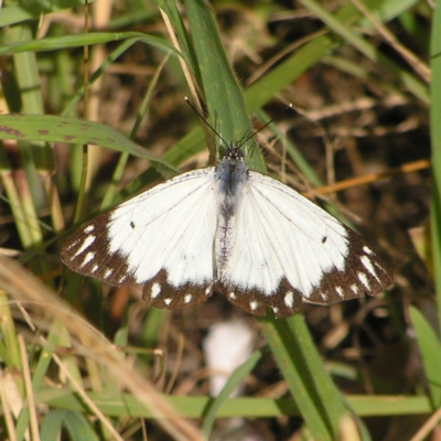 Belenois java (Caper White) at Wollogorang, NSW - 21 Oct 2022 by MatthewFrawley