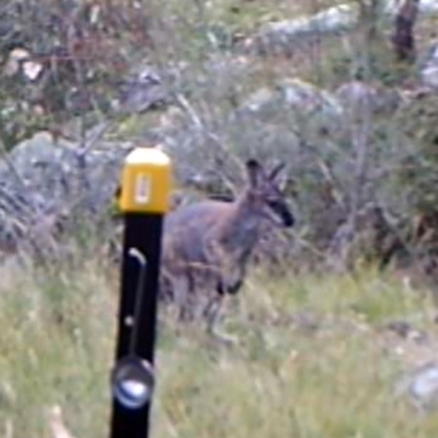 Notamacropus rufogriseus (Red-necked Wallaby) at Mount Taylor - 18 Apr 2022 by MountTaylorParkcareGroup